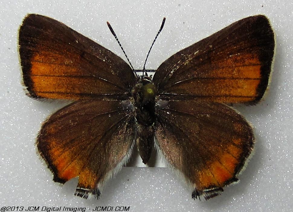 Unidentified Hairstreak